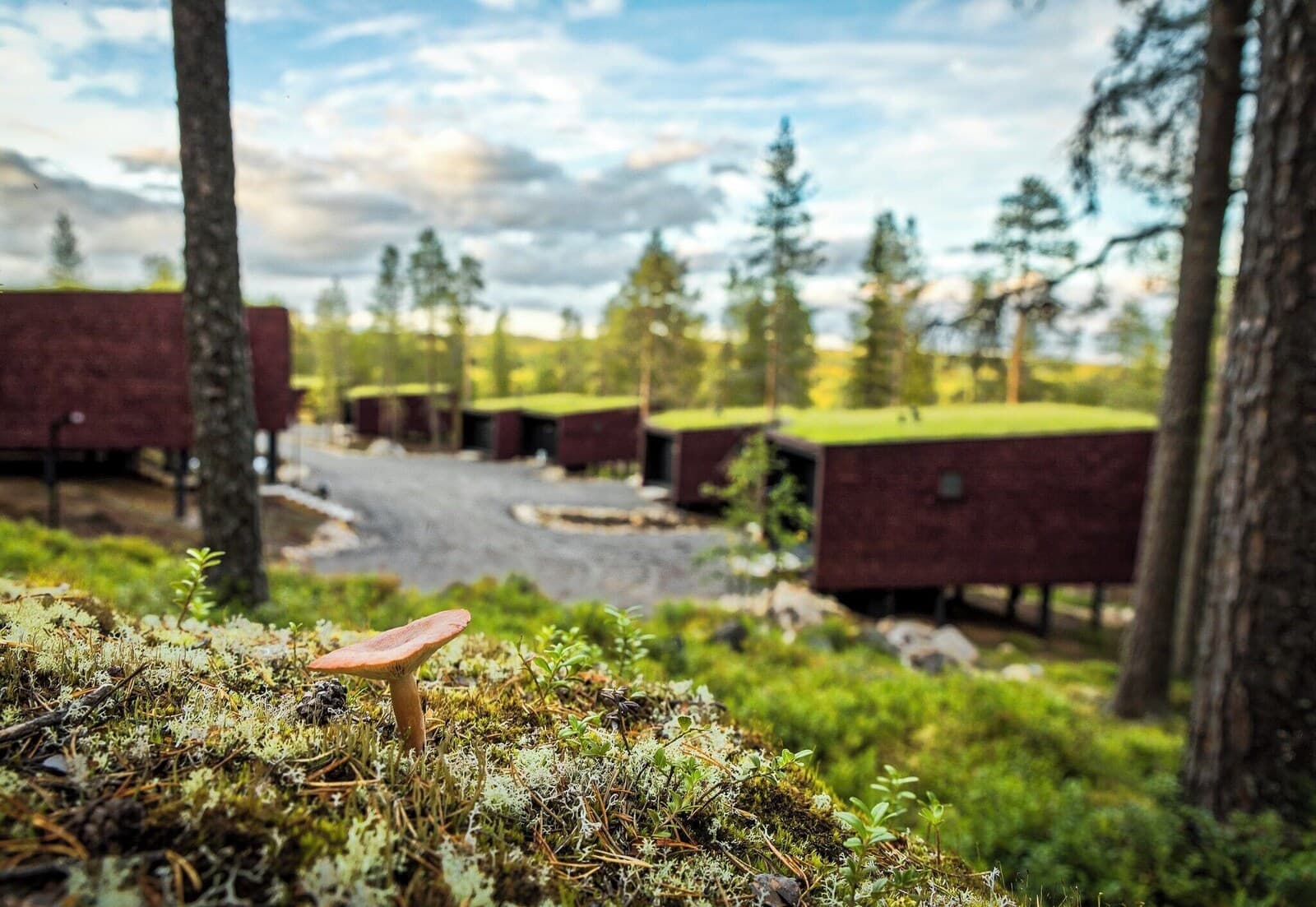 Arctic TreeHouse Hotel – bilde 4